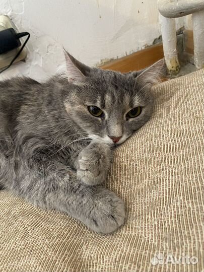 Кошечка Соня ищет дом