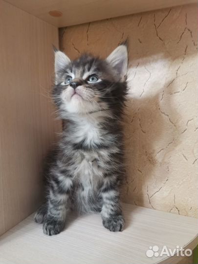 Котята мейн-кун