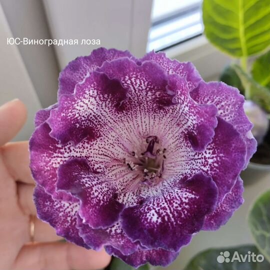 Клубни Глоксинии