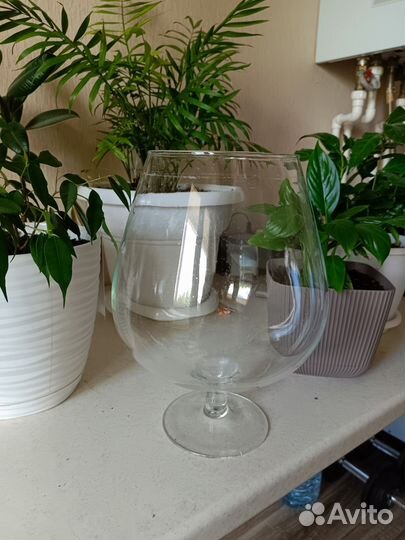 Бокал аквариум