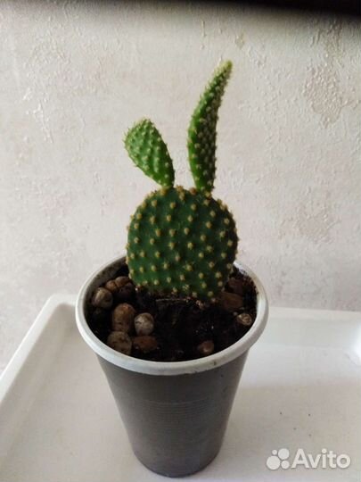 Кактус microdasys