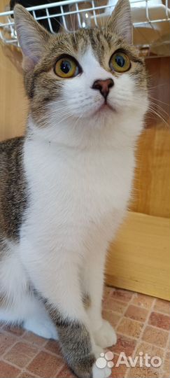 Кошка в дар бесплатно