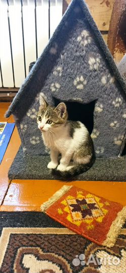 Котята в добрые руки, приучены к лотку