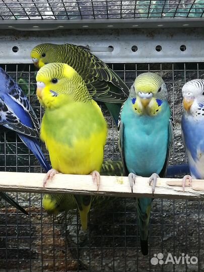 Волнистый попугай птенцы и клетка