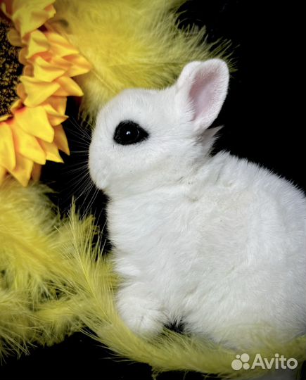 Кролик высокопородный мини