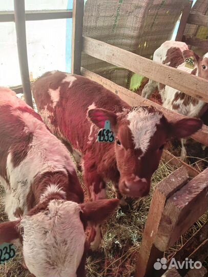 Бычки симменталы