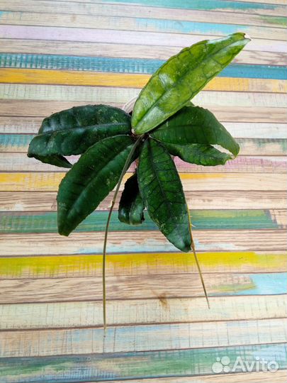 Хойя финлайсони отправлю почтой