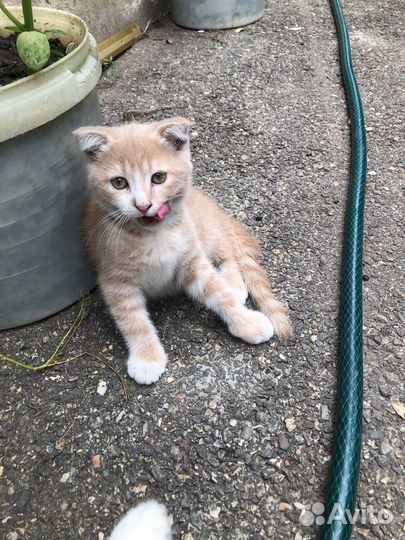 Котята в Михайловске