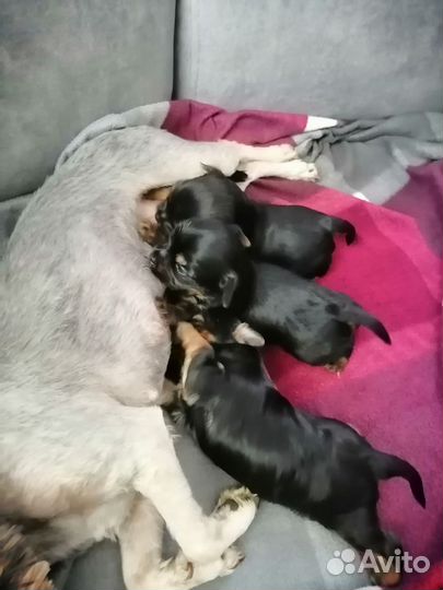 Йоркширский терьер щенки