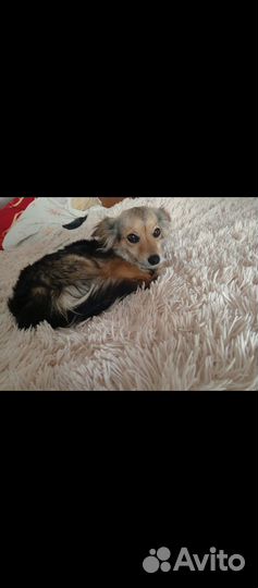 Собака в добрые руки отдам бесплатно