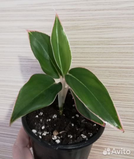 Комнатные цветы для Вас и Ваших близких