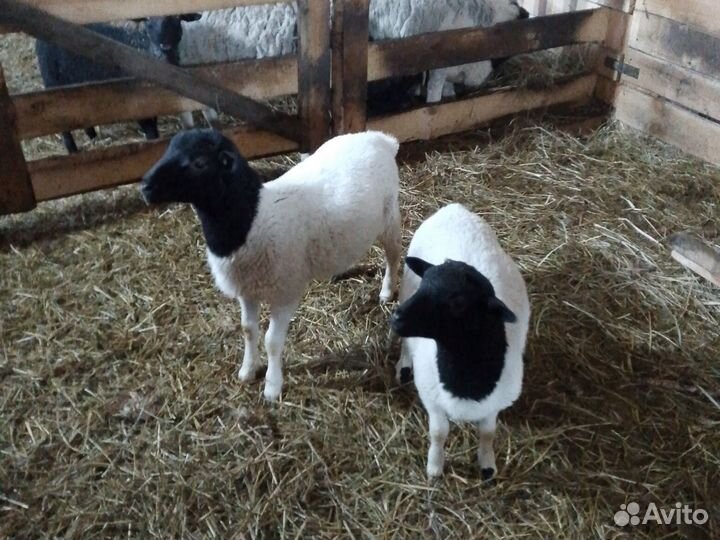 Овцы дорперы, катумы