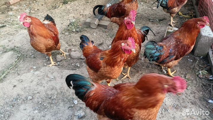 Петух кучинский