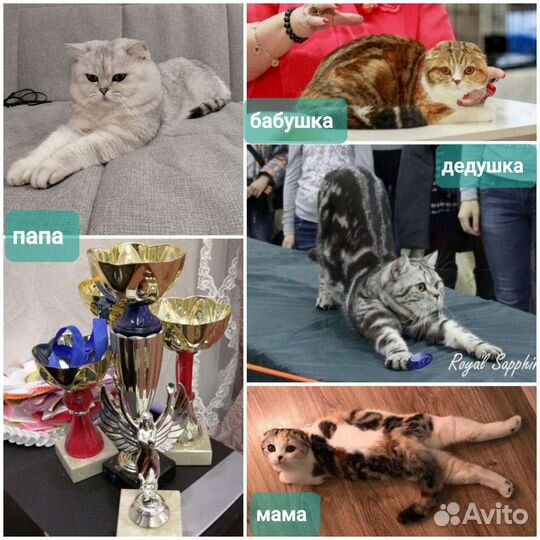 Шотландский вислоухий кот вязка