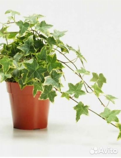 Плющ хедера. Комнатное растение