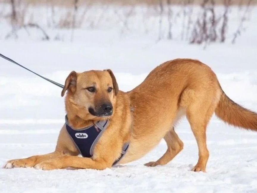 Собака в добрые руки