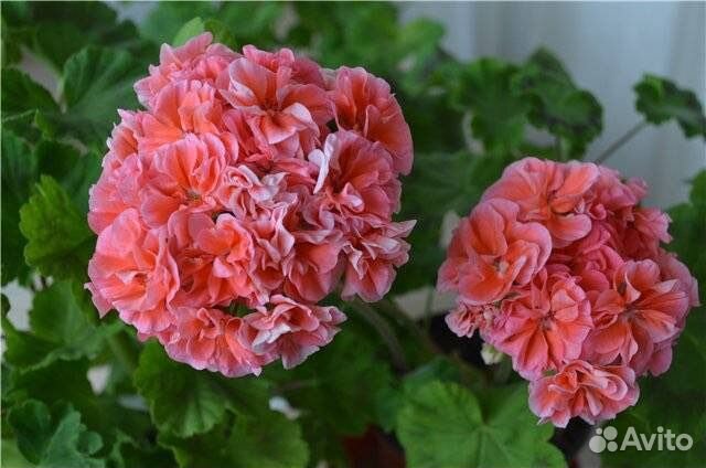 Пеларгония зональная, межвидовая, стеллары