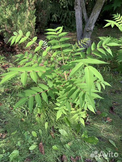 Сумах оленерогий или уксусное дерево