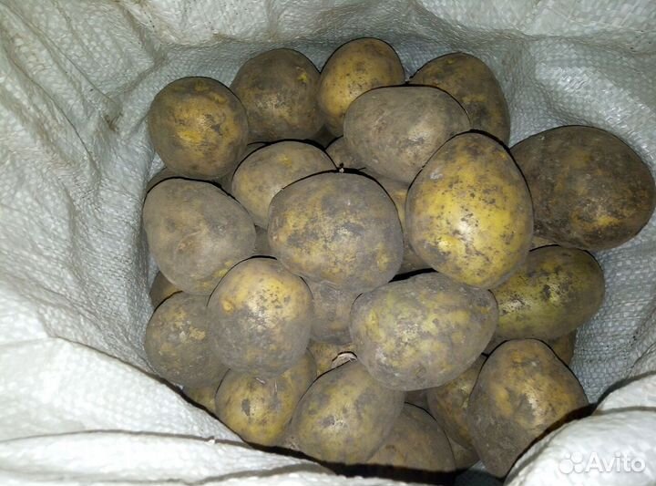 Деревенский картофель с доставкой до квартиры