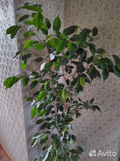 Фикус бенджамина большой