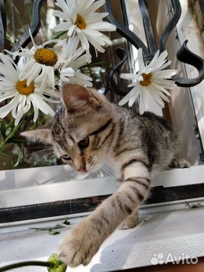 Котенок 3 мес