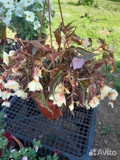 Цветы уличные