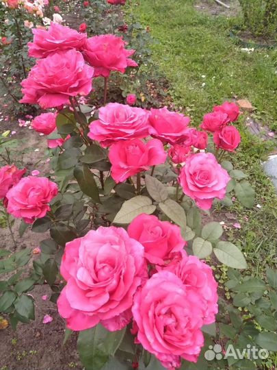 Роза Высоцкий