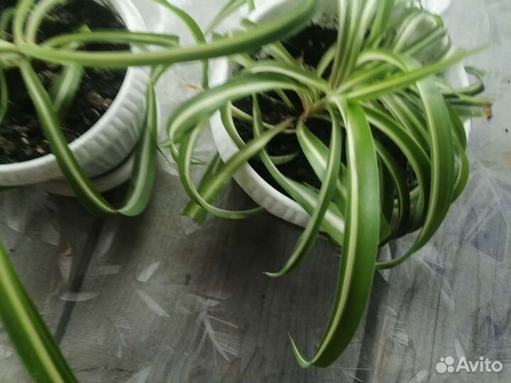 Хлорофитум