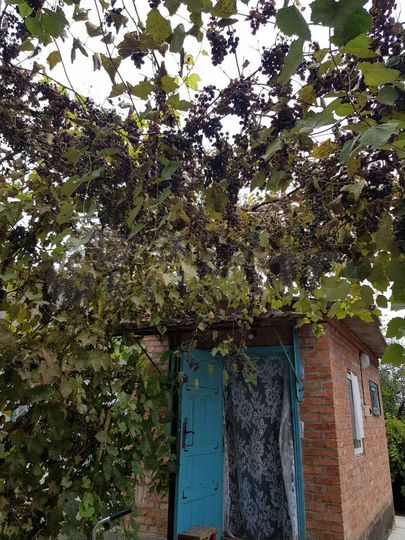 Дом 50 м² на участке 18 сот.