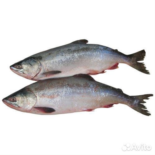 Горбуша непотрошеная
