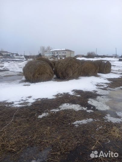 Сено в тюках