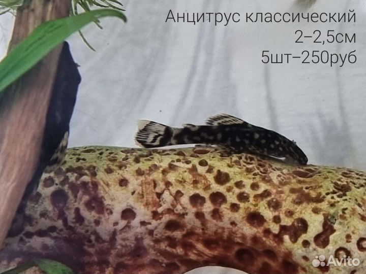 Аквариумные рыбы и сомы