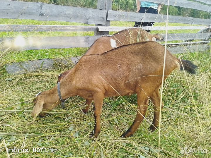 Англо нубийские козочка