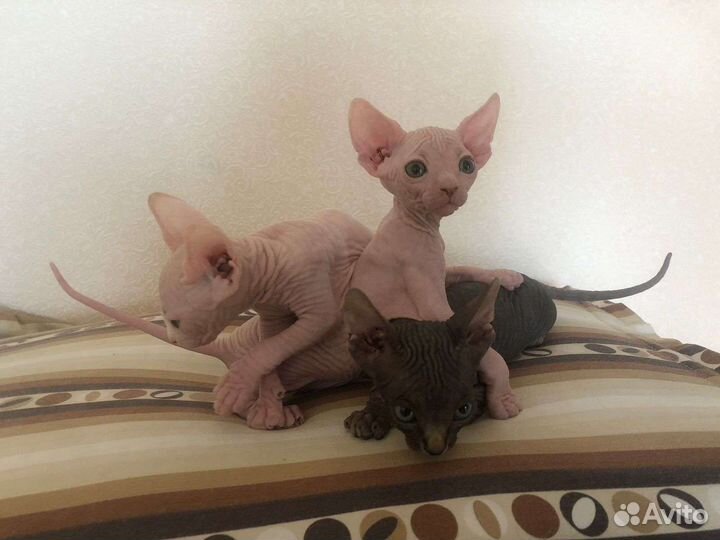 Канадский сфинкс котенок