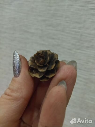 Шишки лиственницы