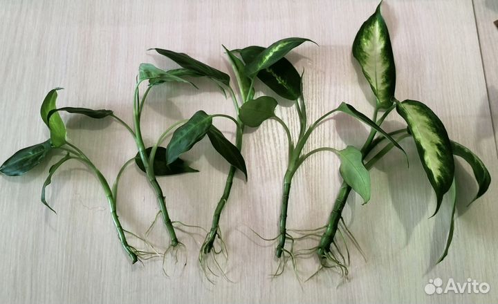 Диффенбахия камилла