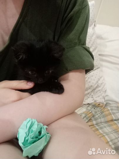 Котик в добрые руки