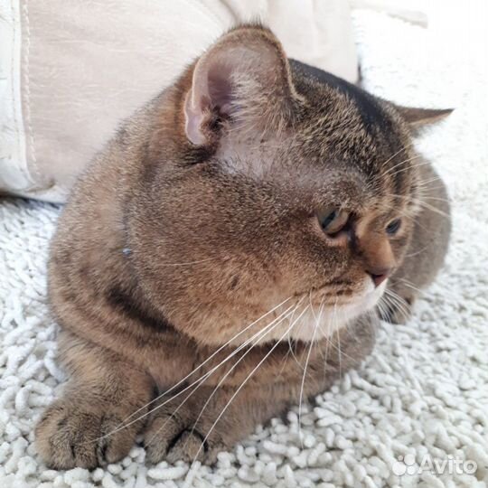 Джентельмен ищет даму сердца