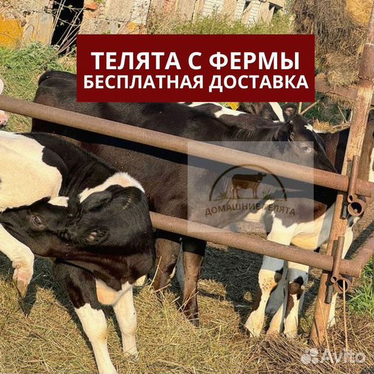 Телята бычки