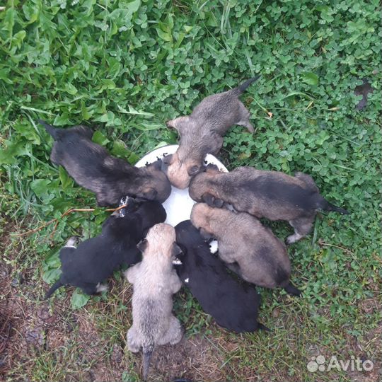 Собака в добрые руки щенок