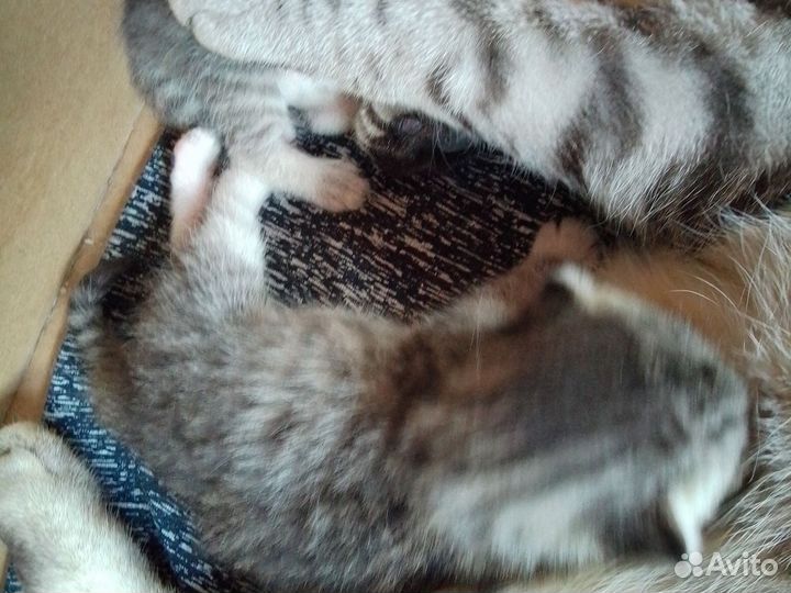 Британская Кошка