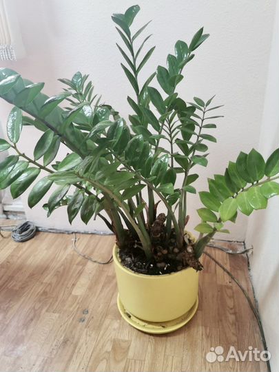 Цветок Замиокулькас в горшке