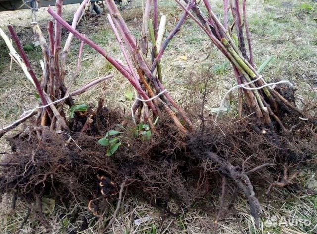 Ремонтантная малина