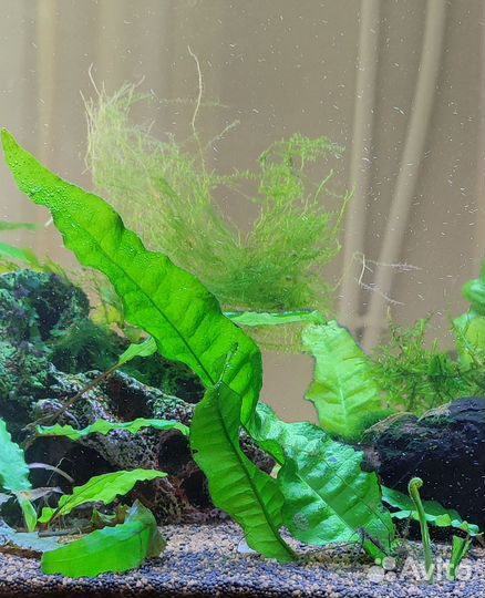 Гуппи малахит, аквариумные растения, тетраселмис
