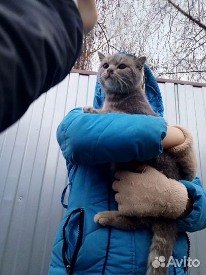 Котёнок британский