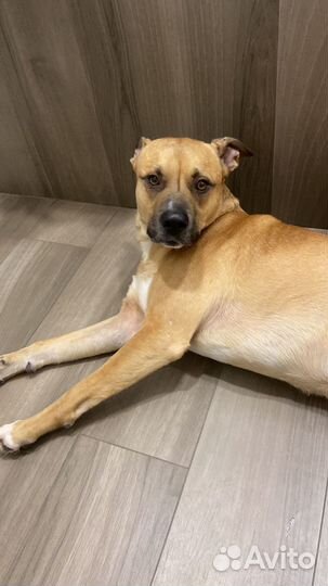 Собака помесь