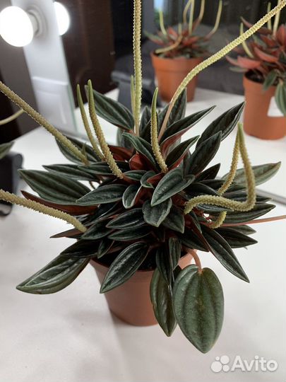 Пеперомия Россо