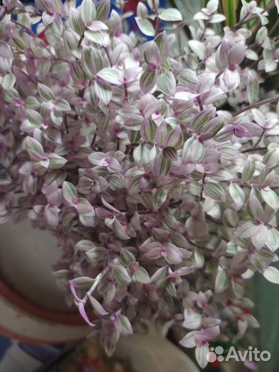 Традесканция мини, коллизия, лиловая