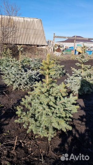 Саженцы ель голубая