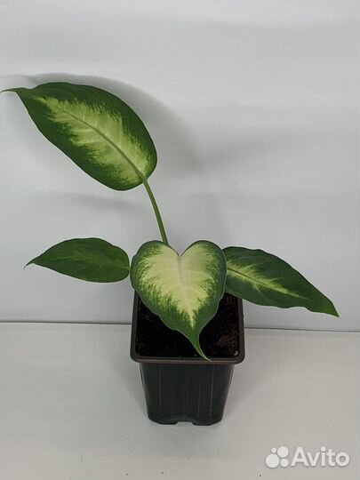 Диффенбахия Камилла